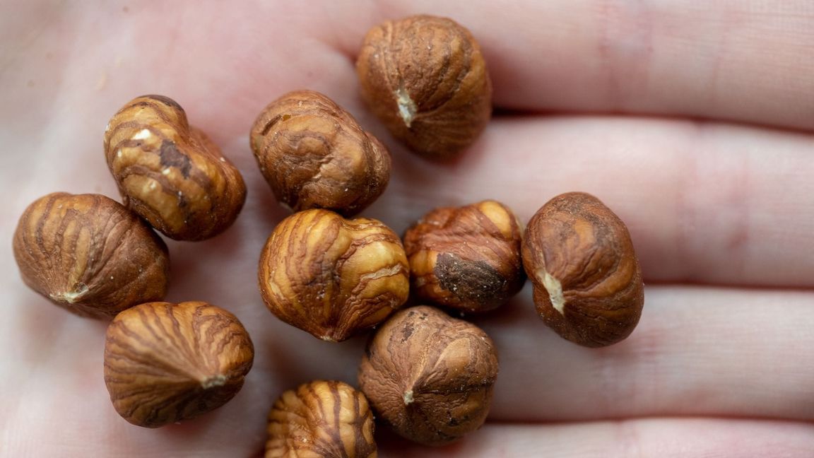 Haselnüsse wachsen auch in Deutschland, kommen aber vor allem aus der Türkei. (Illustration)