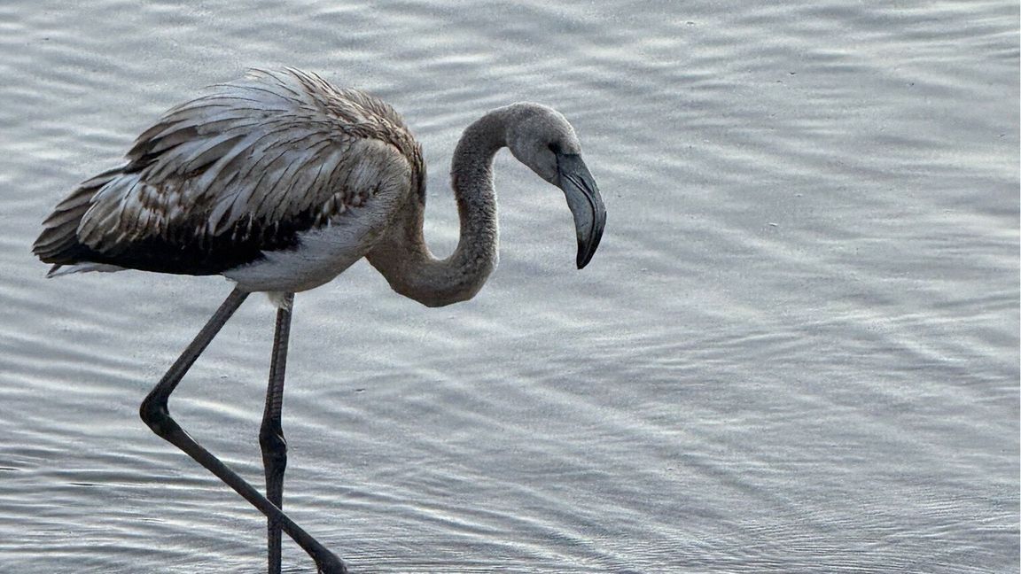 Der Flamingo steht am Ufer des Titisees im Schwarzwald.