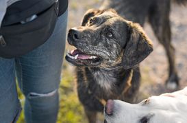 In Magstadt gibt es knapp 400 Hunde