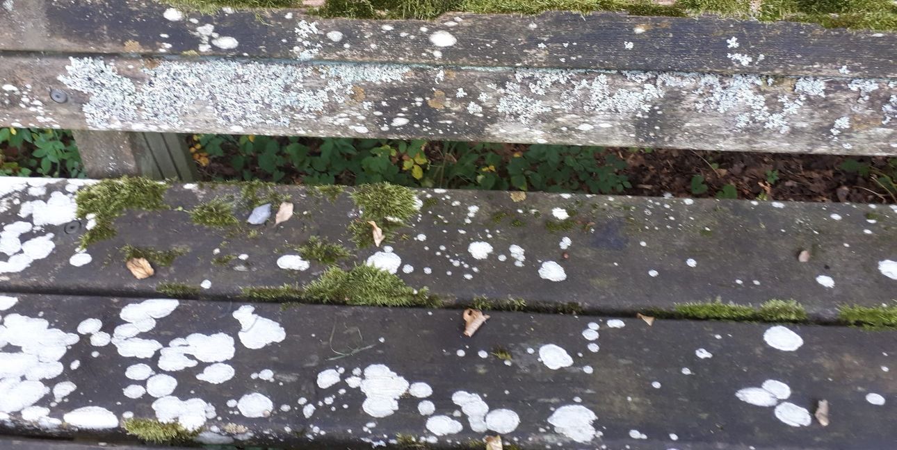 Die Flechten aus der Nähe.Bild: z