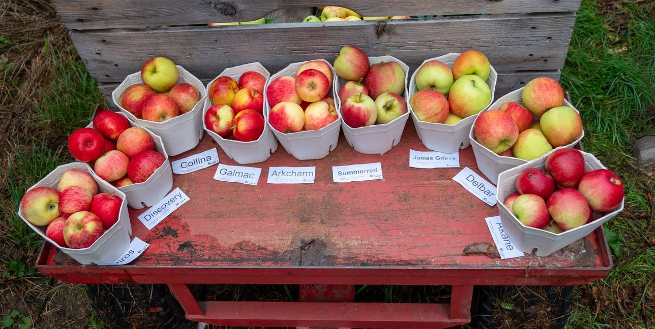 Wie gemalt: die frühen Sorten.