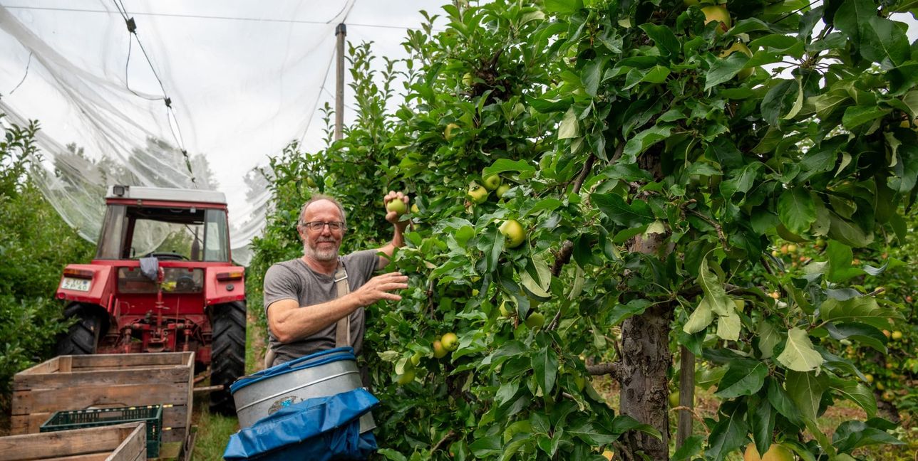 Da freut sich einer: Helmut Werner bei der Apfelernte.
