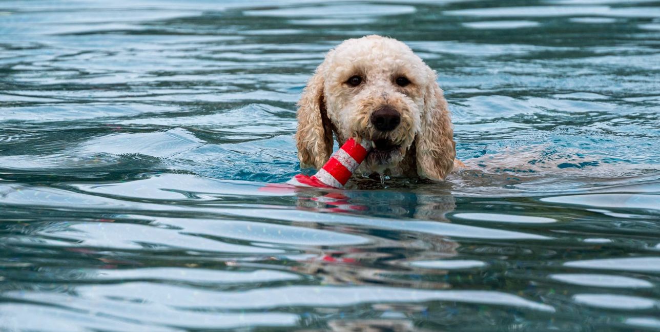 Viel Spaß für Mensch und Tier beim Hundeschwimmen.