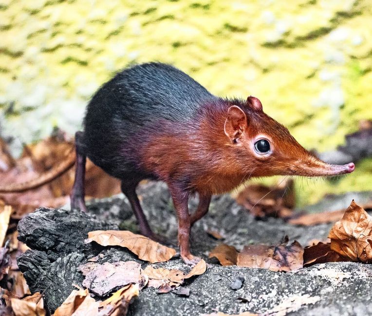Dieses neue Rüsseltier ist jetzt im Stuttgarter Zoo zu besichtigen.
