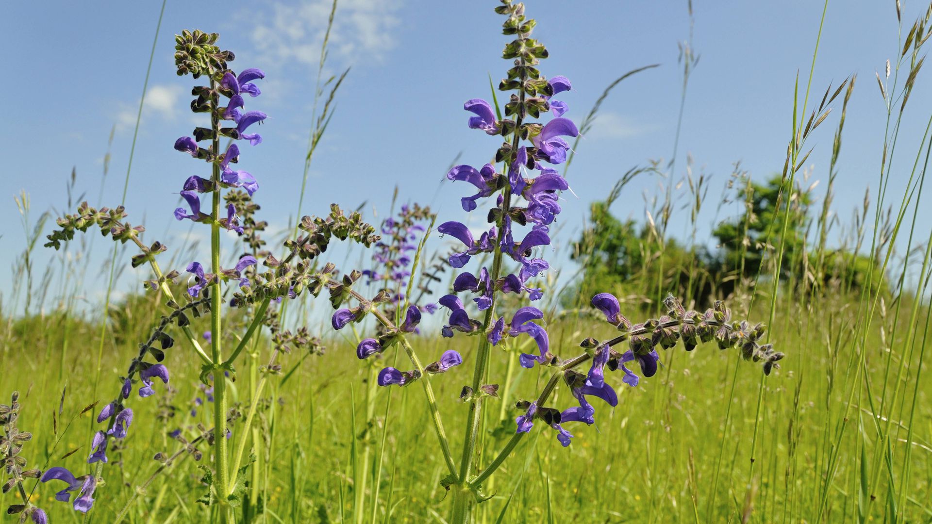 Die Blätter des Wiesensalbeis können roh zur Atemerfrischung gegessen werden; die Blüten eignen sich als essbare Dekoration für verschiedene Speisen.