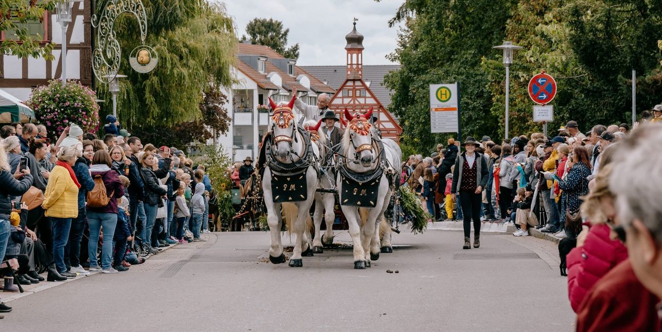 Am Sonntag schlängelt sich ein großer Festumzug durch Maichingen.