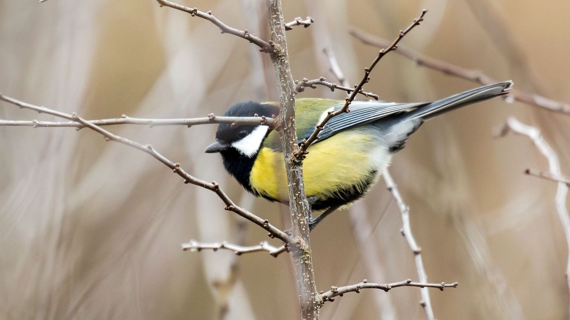 In Gärten und Parks lassen sich im Winter oft Kohlmeisen beobachten. (Symbolbild)