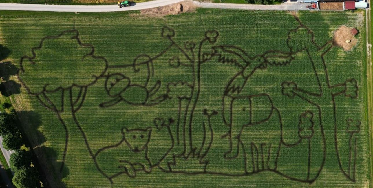 Ein Maislabyrinth gibt es bei Mauren und auch bei Renningen.