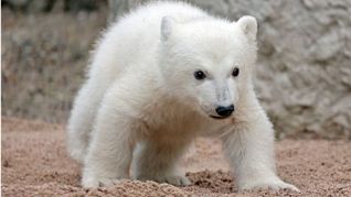 Das Eisbärjunge im Karlsruher Zoo erkundet die Außenanlage. Noch hat es keinen Namen.
