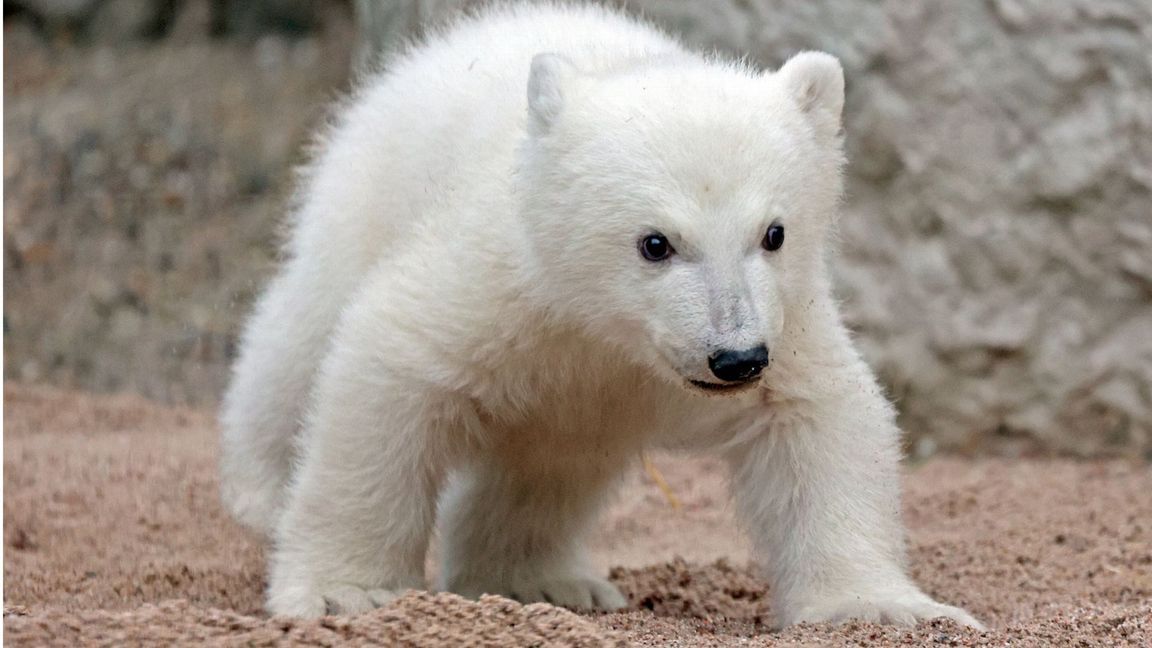 Das Eisbärjunge im Karlsruher Zoo erkundet die Außenanlage. Noch hat es keinen Namen.