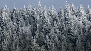 Ein Waldstück im Schwarzwald ist von einer dünnen Schneeschicht und Reif bedeckt.