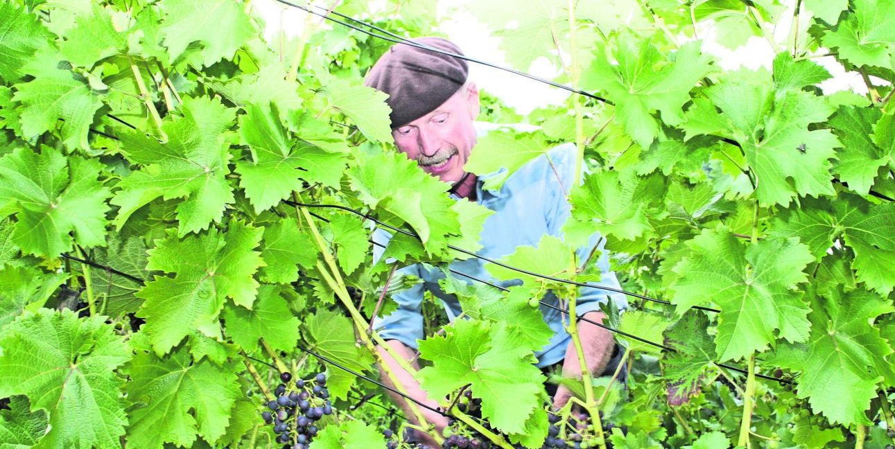 Thomas Speer lädt in seinen Weinberg.