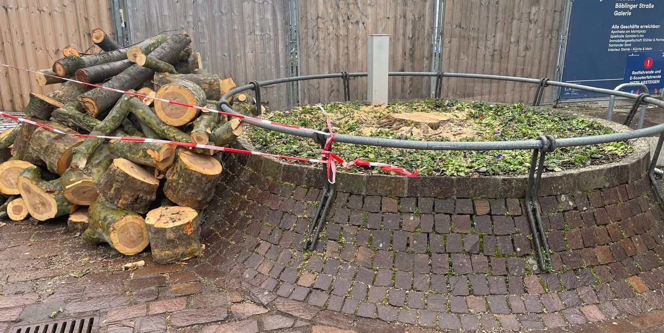 Die Arbeit ist getan: Nur noch Baumstümpfe sind übrig.