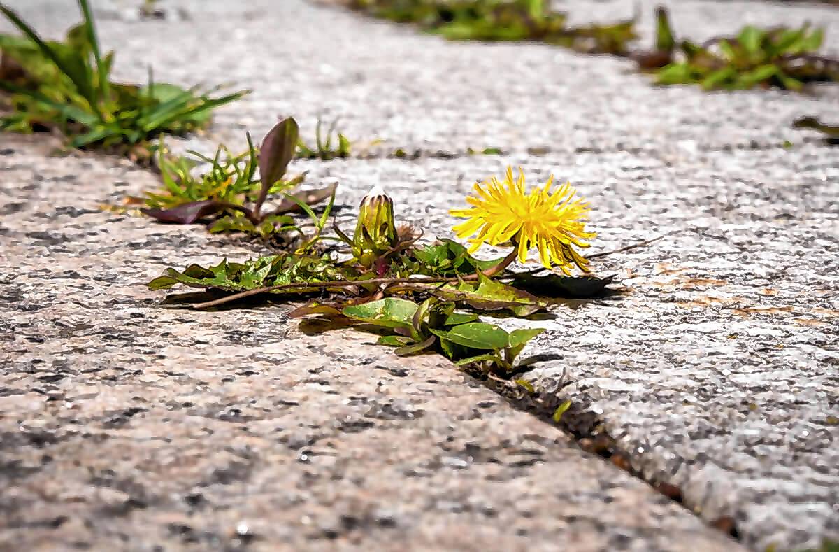 Erfahren Sie, wie Sie heißes Wasser gegen Unkraut anwenden können. So entfernen Sie Unkraut nachhaltig und umweltfreundlich. (Tipps & Anleitung)