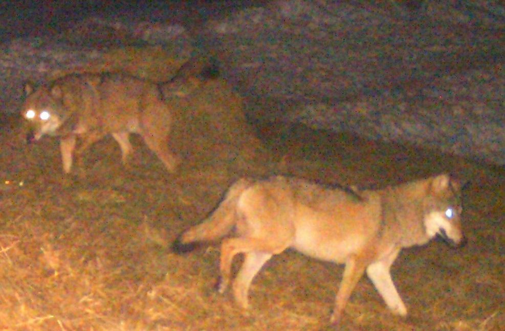Mitte Februar wurden  in St. Blasien im Südschwarzwald zwei Wölfe von einer Fotokamera aufgenommen. Nach Einschätzung von Experten handelt es sich mit sehr großer Wahrscheinlichkeit um ein Pärchen.