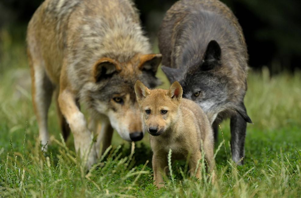 Seitdem wächst die Wahrscheinlichkeit, dass sich in Baden-Württemberg ein Rudel bildet, also eine Wolfsfamilie.