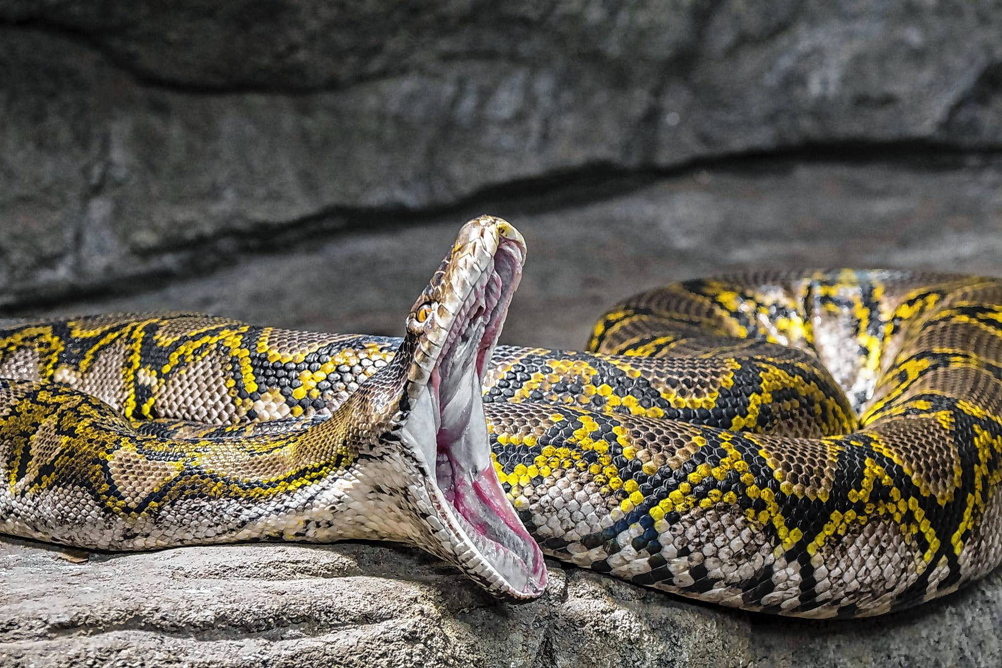 Eine in Süd- und Südostasien beheimatete Netzpython öffnet ihr Maul weit. In Indonesien ist eine Frau von einer riesigen Python verschlungen worden (Symbolbild).
