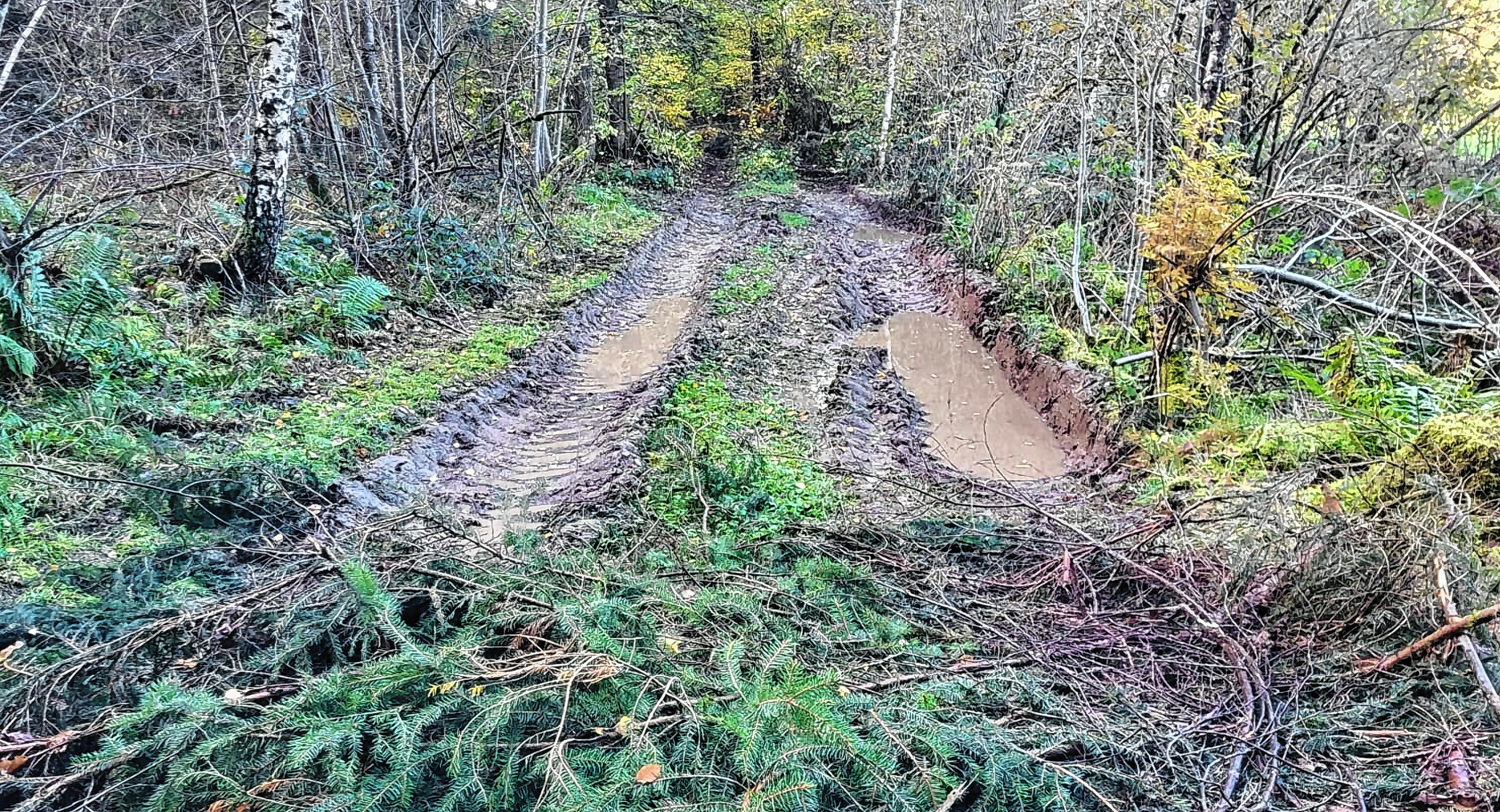 Fahrspuren der Rückegasse füllen sich mit Wasser.