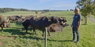 Die Rinder haben keine Scheu.