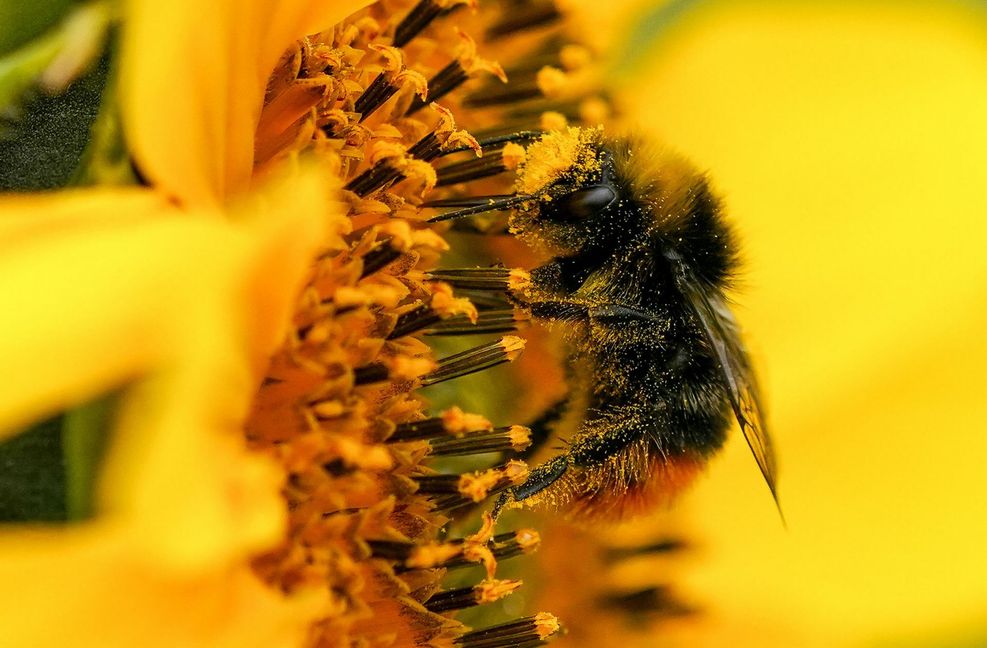 Viele Insektenarten sind vom Aussterben bedroht.
 Foto: dpa/Jacob King