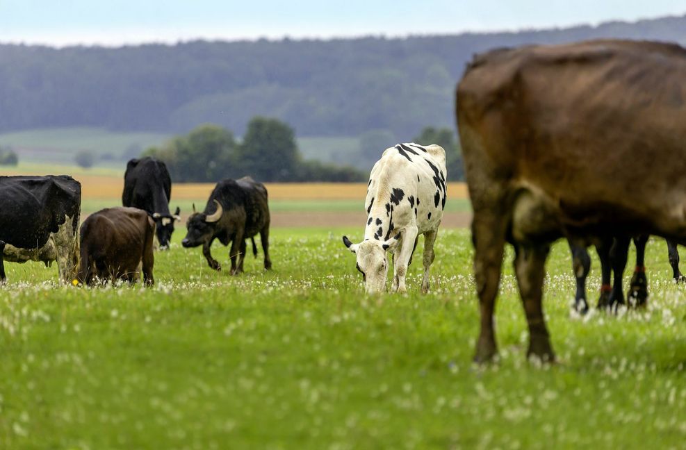 So gut wie auf der Weide geht es vielen Rindern in ihren Ställen nicht.