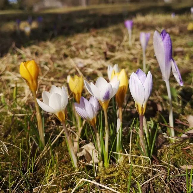 Die Krokusse blühen, so wie hier am Herrrenwädlesberg. Bild: Nüßle