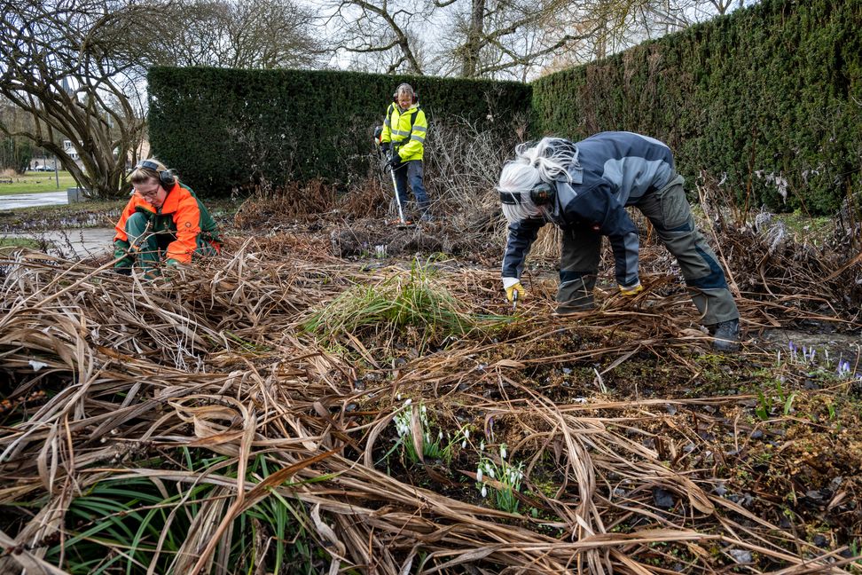 Das Stauden- und Wechselflorteam Jennifer Baral, Heike Koch und Sandra Sautter machen mit der Staudenpflege Platz für neues Grün im Sommerhofenpark. Bild: Nüßle