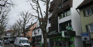 Die Platanenreihe in der Planiestraße: Die Bäume sind bewusst stark zurückgeschnitten.