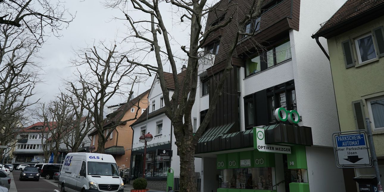 Die Platanenreihe in der Planiestraße: Die Bäume sind bewusst stark zurückgeschnitten.