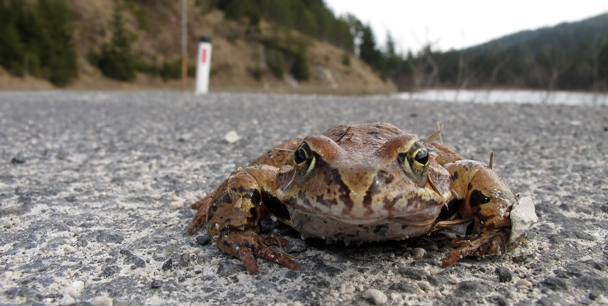 Aus Tier- und Naturschutzgründen sind Sicherheitsmaßnahmen nötig.