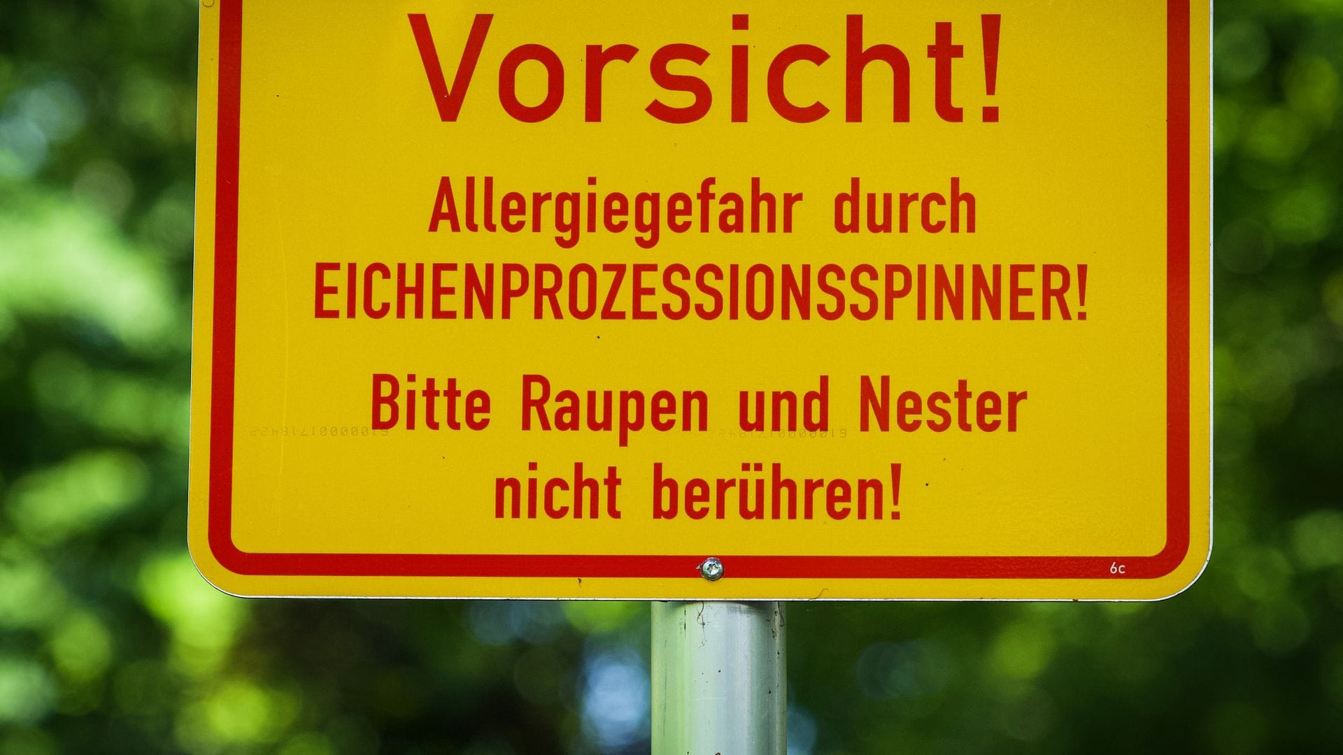 In der Berliner Hasenheide wird vor dem Eichenprozessionsspinner gewarnt.