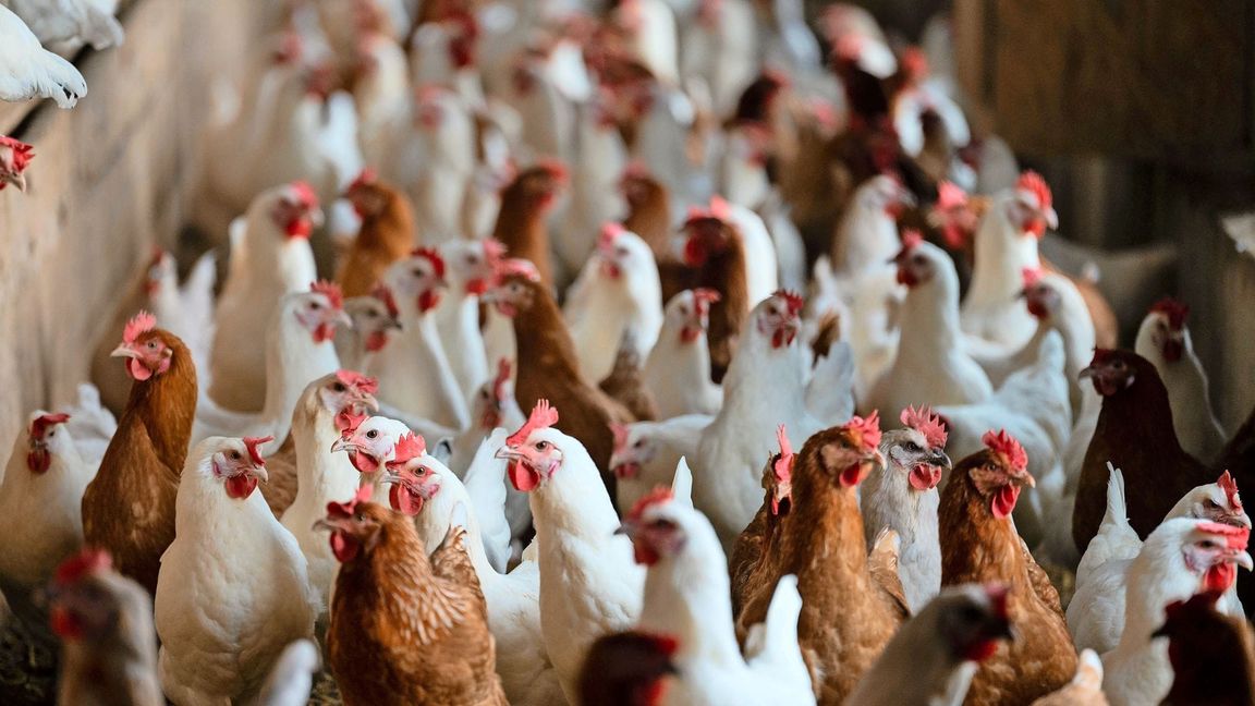 Sieben Personen sind im Landkreis Waldshut festgenommen worden, nachdem die Polizei zu einer Hühnerschlachtung in einem Hinterhof gerufen worden war (Symbolfoto).
