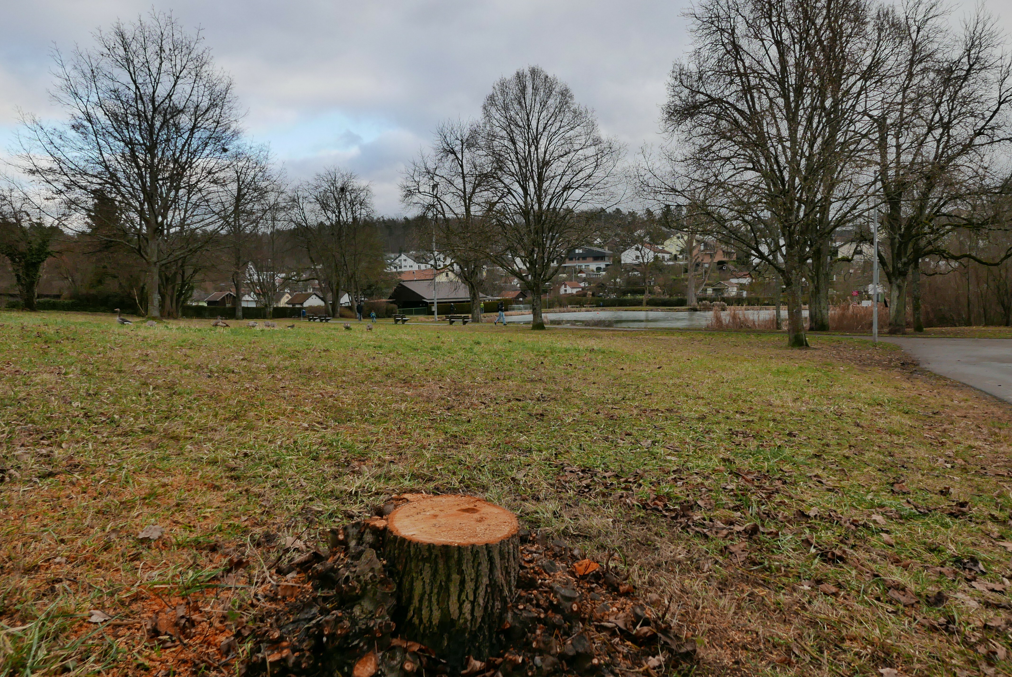 Von der Mondlinde ist nur noch der Stumpf übrig. Bild: Jung
