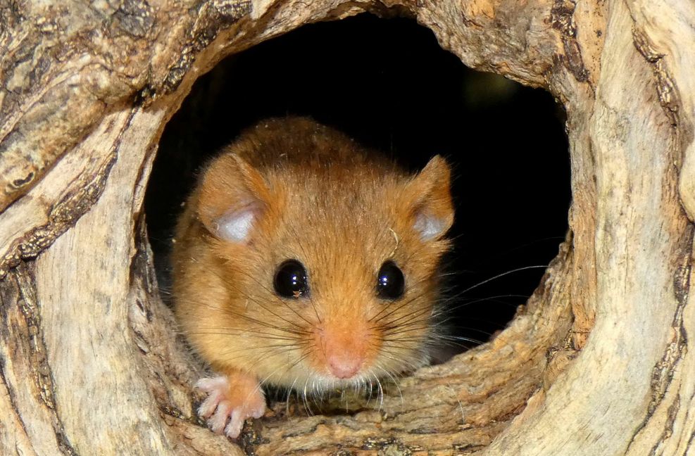 Die Haselmaus ist das kleinste Wesen  unter den heimischen Bilcharten.

Foto: Günter Künkele