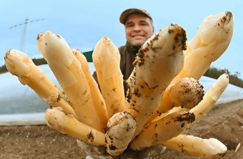 Spätestens in zwei Wochen ist  die Spargelsaison vorbei. Viele Bauern haben schon vorher die Ernte eingestellt, aus Frust über die niedrigen Preise auf dem Markt.