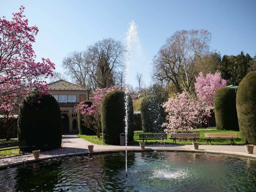 Bei strahlendem Sonnenschein bieten die Magnolien in der Wilhelma in Stuttgart derzeit ein prachtvolles Bild - jedoch erstmals unter Ausschluss der Öffentlichkeit. Aus Infektionsschutzgründen ist der Zoologisch-Botanische Garten derzeit wegen der Corona-Pandemie vorsichtshalber geschlossen.