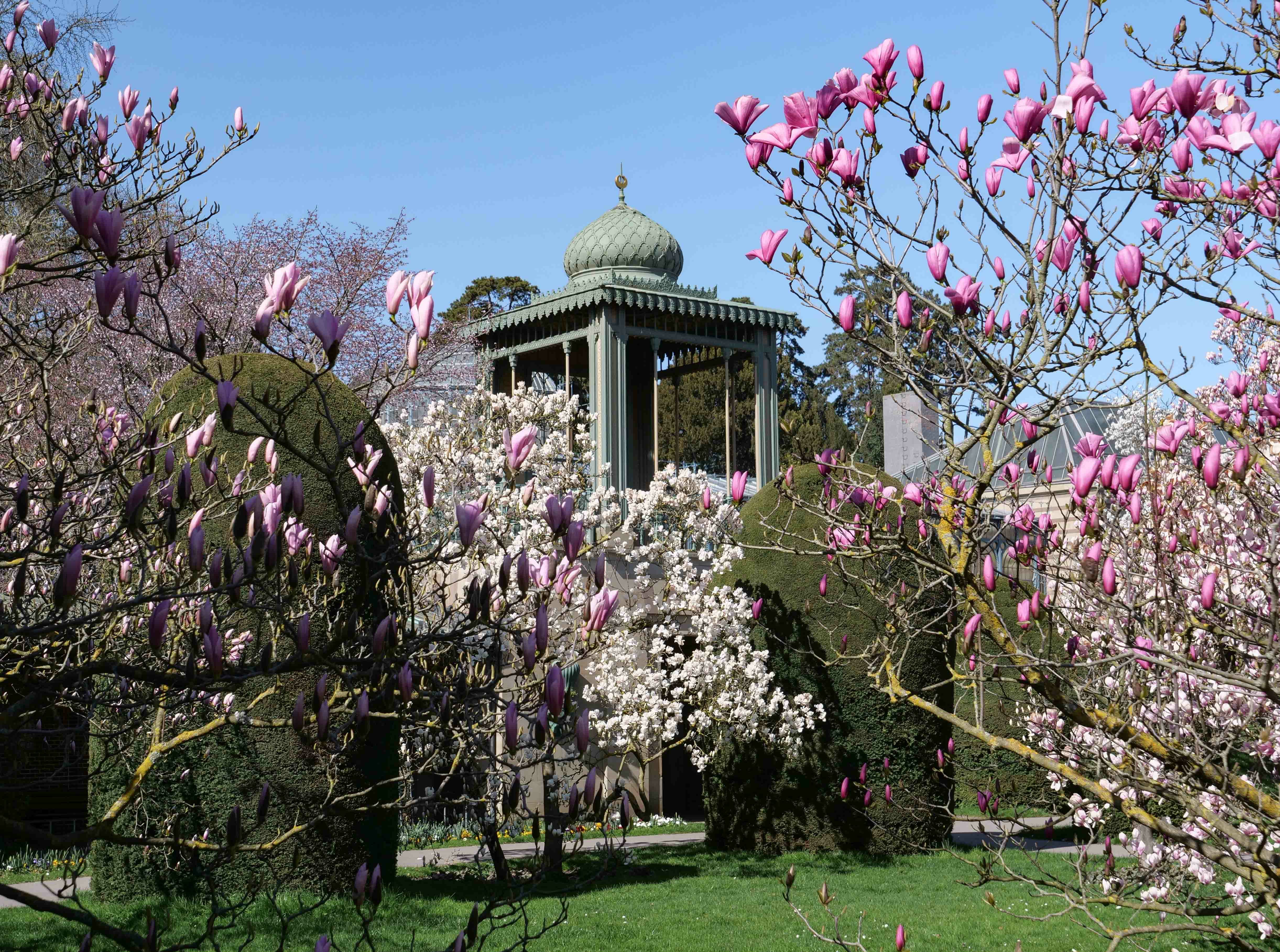 Bei strahlendem Sonnenschein bieten die Magnolien in der Wilhelma in Stuttgart derzeit ein prachtvolles Bild - jedoch erstmals unter Ausschluss der Öffentlichkeit. Aus Infektionsschutzgründen ist der Zoologisch-Botanische Garten derzeit wegen der Corona-Pandemie vorsichtshalber geschlossen.