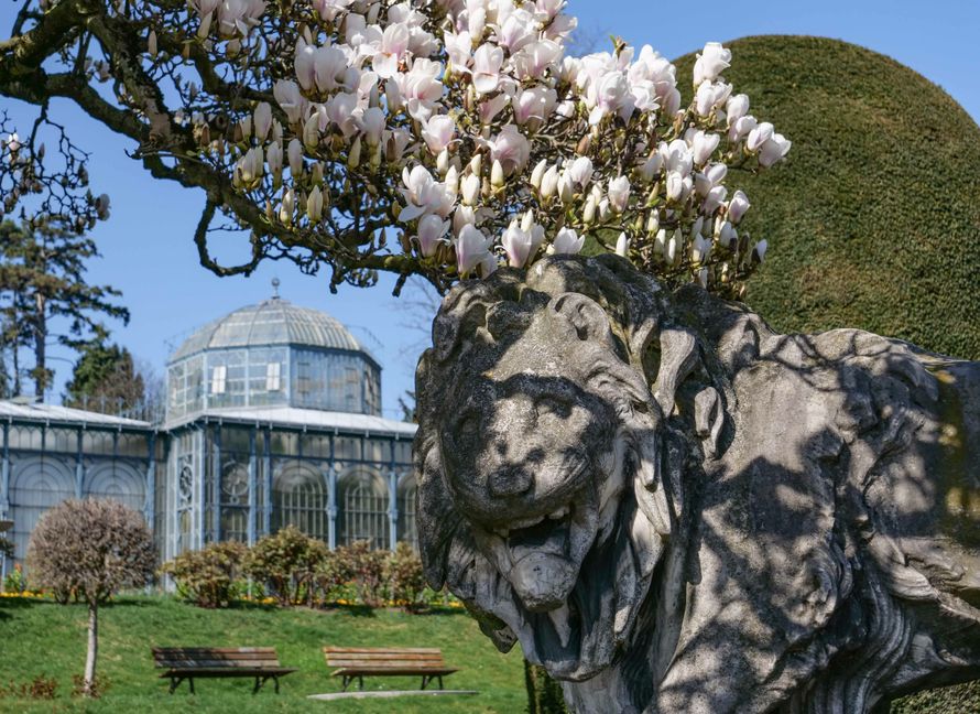 Bei strahlendem Sonnenschein bieten die Magnolien in der Wilhelma in Stuttgart derzeit ein prachtvolles Bild - jedoch erstmals unter Ausschluss der Öffentlichkeit. Aus Infektionsschutzgründen ist der Zoologisch-Botanische Garten derzeit wegen der Corona-Pandemie vorsichtshalber geschlossen.
