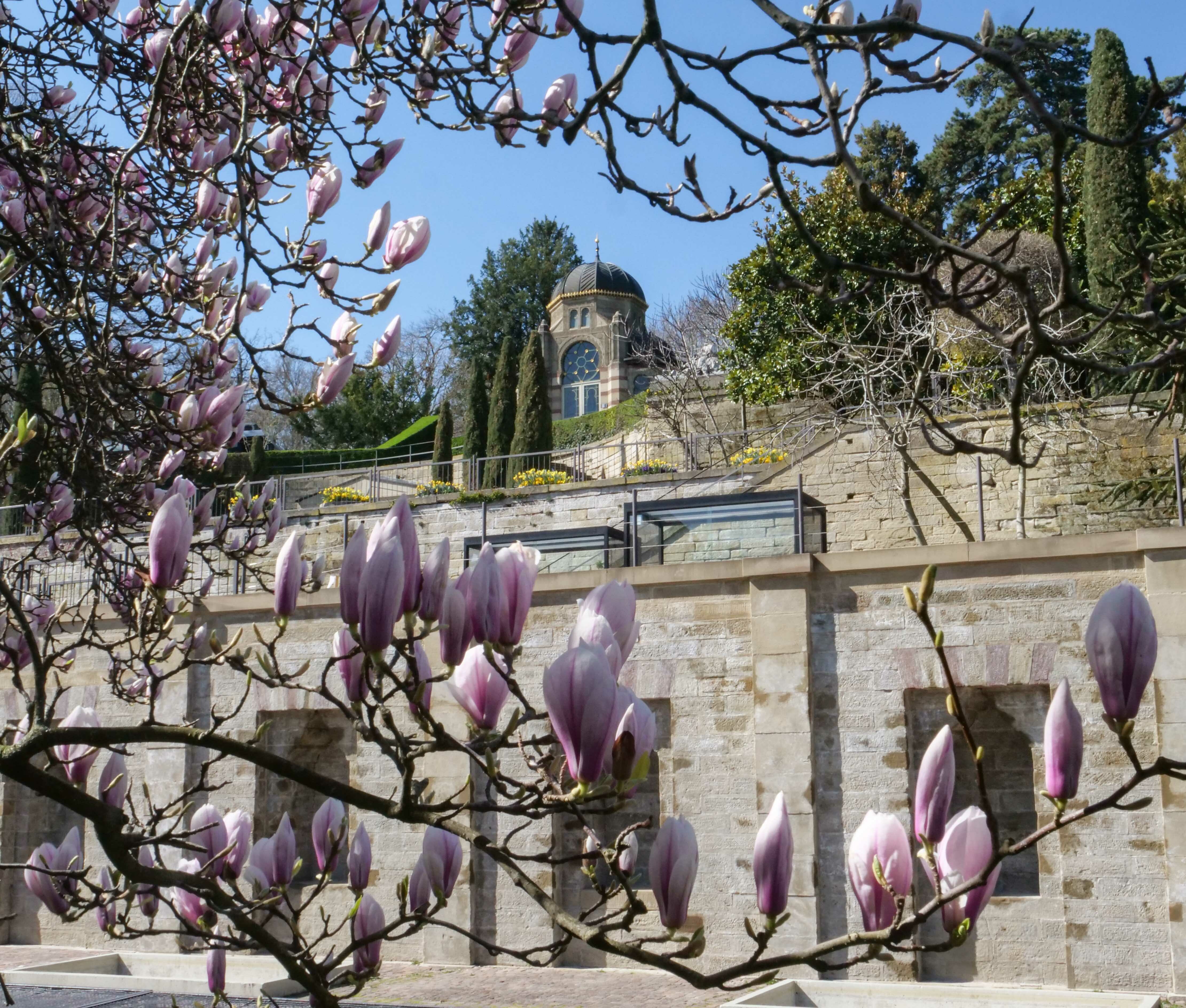 Bei strahlendem Sonnenschein bieten die Magnolien in der Wilhelma in Stuttgart derzeit ein prachtvolles Bild - jedoch erstmals unter Ausschluss der Öffentlichkeit. Aus Infektionsschutzgründen ist der Zoologisch-Botanische Garten derzeit wegen der Corona-Pandemie vorsichtshalber geschlossen.