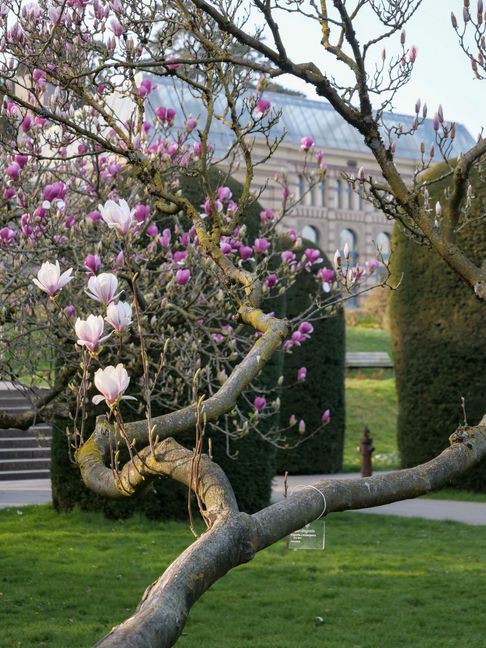 Bei strahlendem Sonnenschein bieten die Magnolien in der Wilhelma in Stuttgart derzeit ein prachtvolles Bild - jedoch erstmals unter Ausschluss der Öffentlichkeit. Aus Infektionsschutzgründen ist der Zoologisch-Botanische Garten derzeit wegen der Corona-Pandemie vorsichtshalber geschlossen.