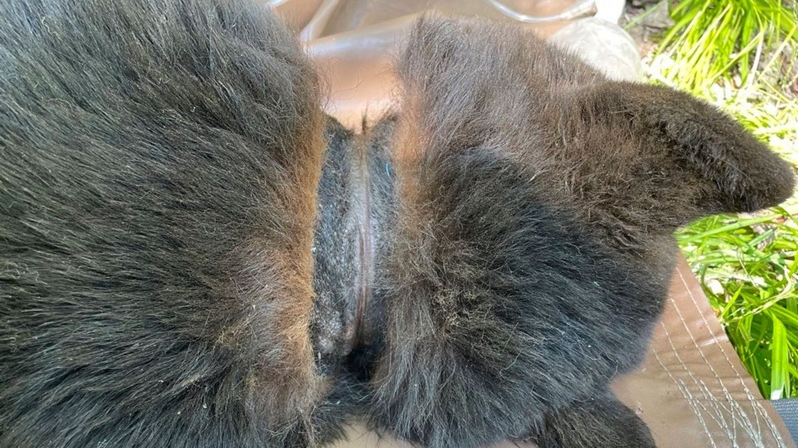 Abgesehen von Narben am Hals machte der Bär einen gesunden Eindruck.