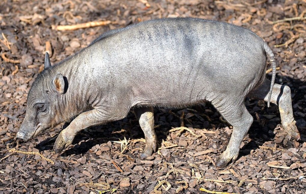 Das kleine Hirscheber-Ferkel in der Stuttgarter Wilhelma