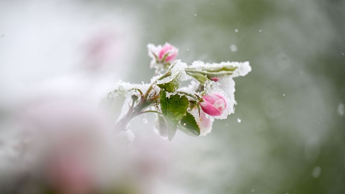 Meteorologen erwarten im baden-württembergischen Bergland den ersten Frost. (Symbolbild)