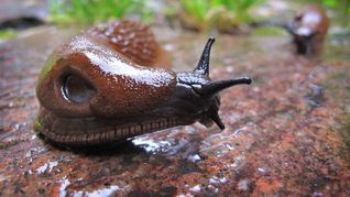 Die anhaltende Trockenheit hat Nacktschnecken zu schaffen gemacht. (Archivbild)