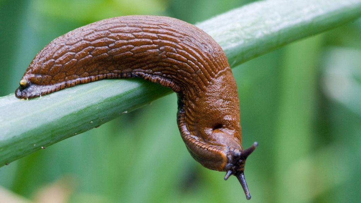 Im vergangenen Jahr dominierte sie viele Diskussionen auf Gartenplattformen: Arion vulgaris. (Archivbild)