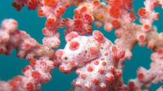 Zwerg-Seepferdchen sind zwischen Gorgonien-Korallen perfekt getarnt.