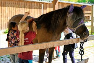 Das augenkranke Pferd Wabik beim erholt sich auf der Stuttgarter Jugendfarm Freiberg/Rot.