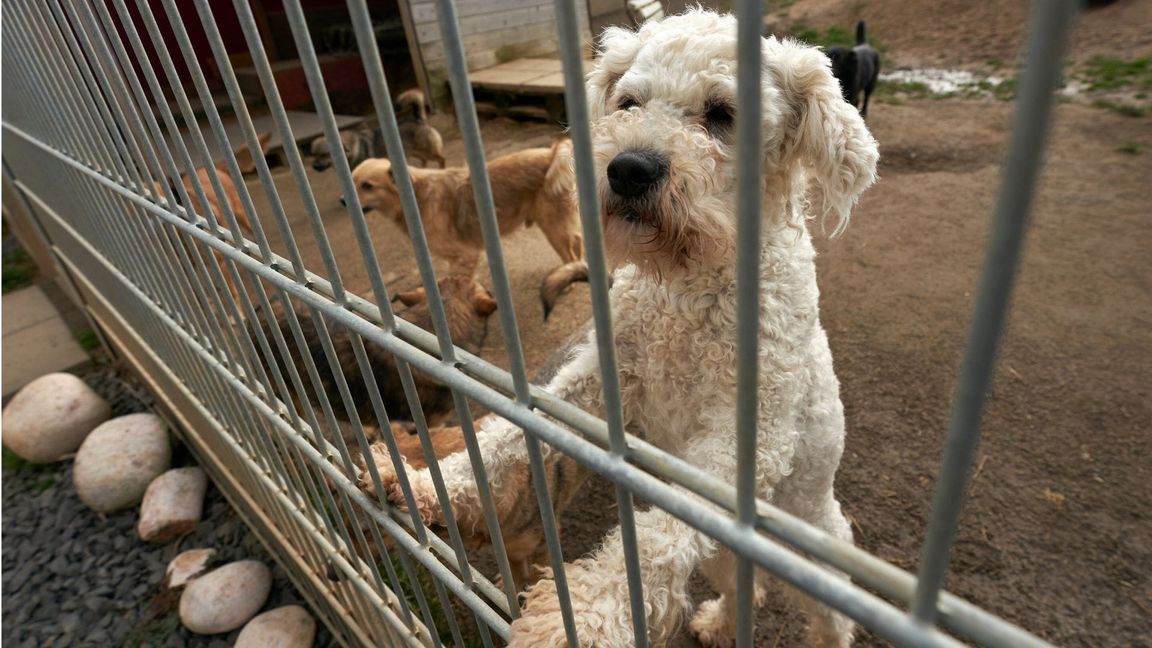 Beim dem Handel von Hunden und Katzen werden in Europa Milliarden Euro umgesetzt. Die EU will nun dafür sorgen, dass Züchter und Halter einige Mindeststandards einhalten.