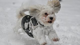 Beim Toben im Schnee behält man seinen Hund am besten im Auge. Zu viel Schnee sollte er nämlich nicht fressen.