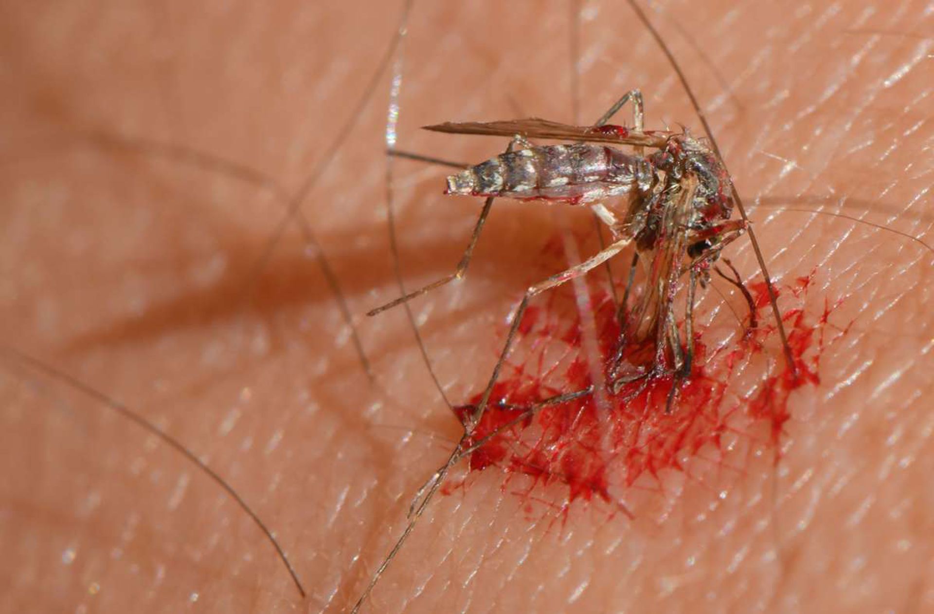 Eine Mücke saugt Blut aus dem Arm eines Menschen: Die Plagegeister sorgen für juckende Quaddeln auf der Haut und werden  als extrem lästig empfunden.